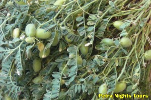 Chickpea Plant Jerash Jordan