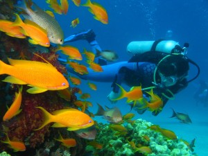 Red Sea Aqaba Diving