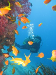 Red Sea Aqaba Diving